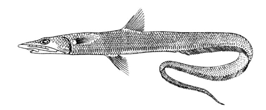 Halosaurus johnsonianus_01.jpg